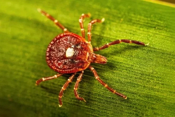 4 Fakta Virus Langka Bourbon Terdeteksi di New York, Belum Ada Obatnya