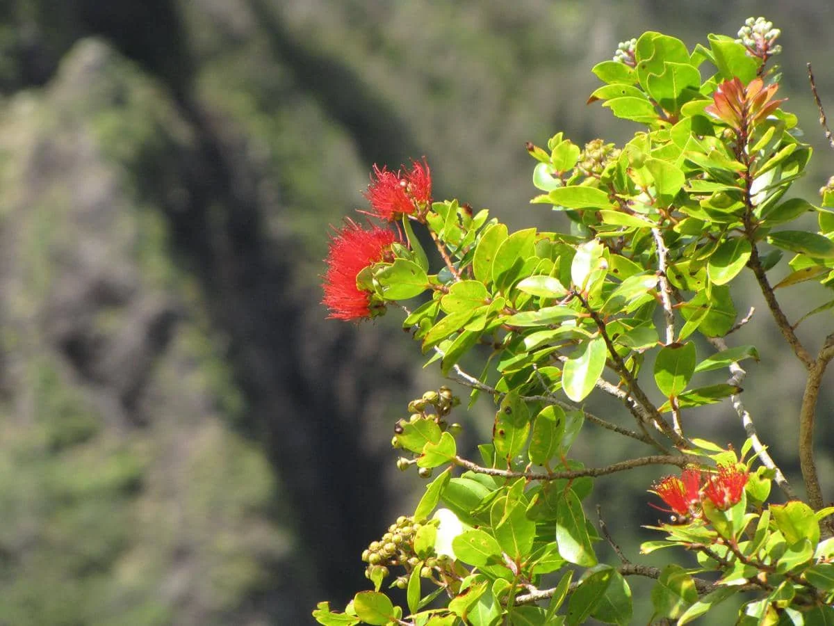 Tanaman ʻōʻhiʻa lehua 