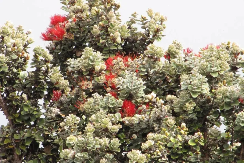 5 Fakta Ohia Lehua, Pohon Endemik Hawaii yang Menopang Kehidupan Hutan