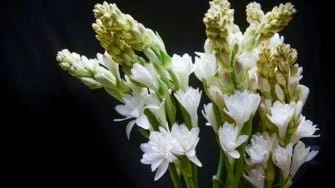 5 Parfum Lokal Wangi Bunga Sedap Malam, Aromanya Elegan dan Tahan Lama