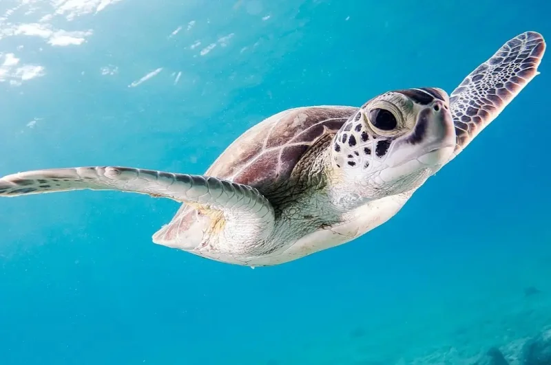 5 Adaptasi Penyu untuk Hidup di Laut, Kakinya Menjadi Sirip!