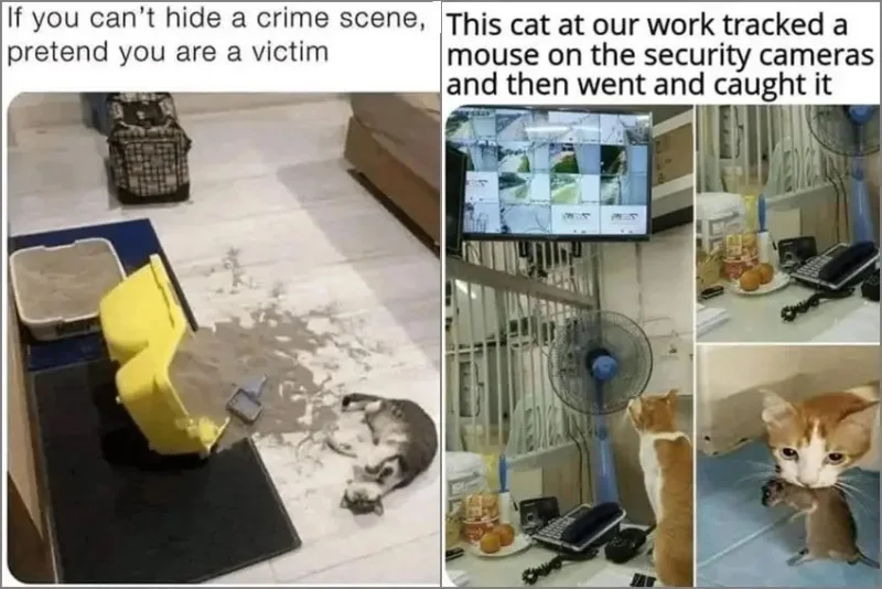 8 Meme Kucing Pintar, Udah Bisa Playing the Victim?