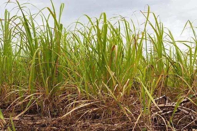 Prabowo Diminta Telaah Kembali Aturan Gula Rafinasi Wajib Punya Kebun