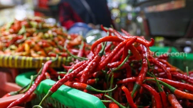 Pedagang menata cabai rawit dagangannya di pasar Cibubur, Jakarta, Kamis (7/12/2023). [Suara.com/Alfian Winanto]