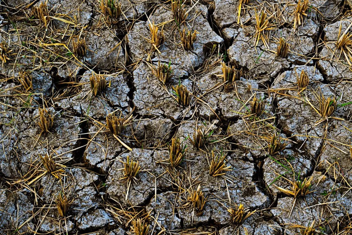 ilustrasi dampak El Nino