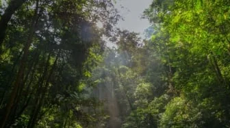 Hutan Tropis Dianggap Penyerap Karbon Utama, Tapi Penelitian Baru Tunjukkan Hal Berbeda