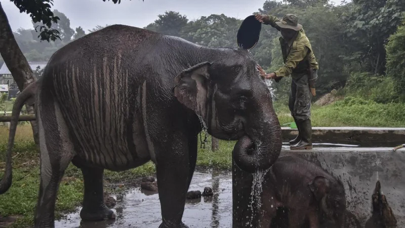 FOTO: Kejutan di Tesso Nilo: Gajah Sumatra Lahirkan Nona Seroja