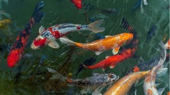 Selain Koi, 6 Ikan Ini Dipercaya Membawa Keberuntungan Menurut Feng Shui