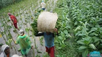 Petani Khawatir Aturan TAR dan Nikotin Bikin Industri Kurangi Serapan Tembakau