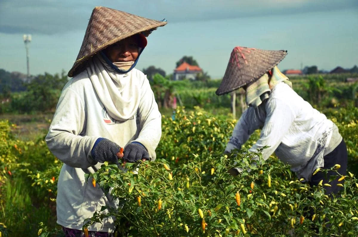 Mengapa Harga Cabai Sering Naik Turun? Ini 5 Penyebab Utamanya