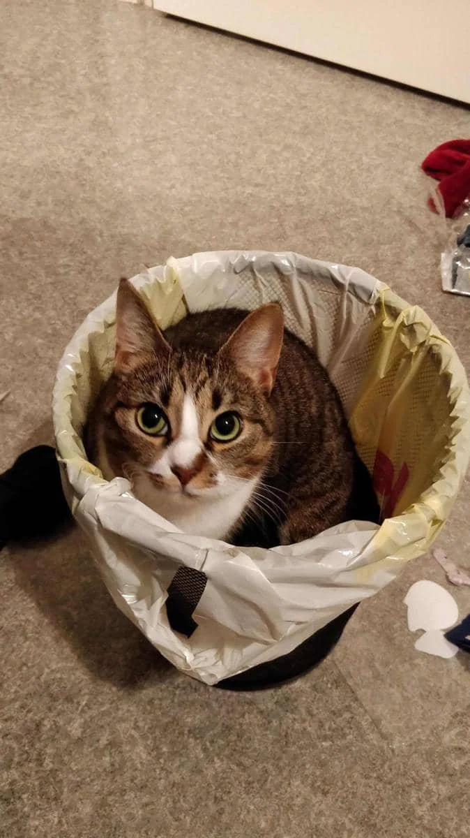 foto kucing nongkrong di tempat sampah (reddit.com/user/Lootusemilia)