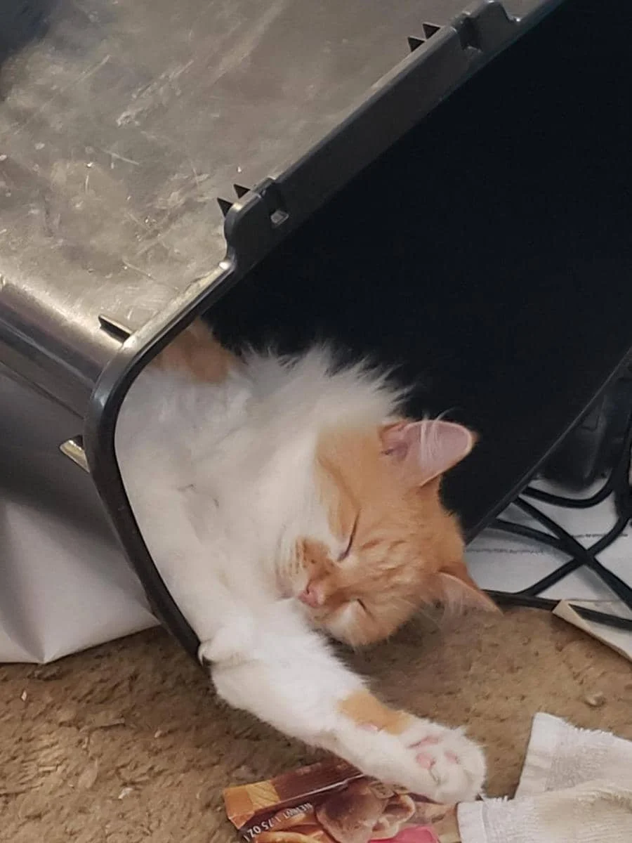 foto kucing nongkrong di tempat sampah (reddit.com/user/Automaticguns1)