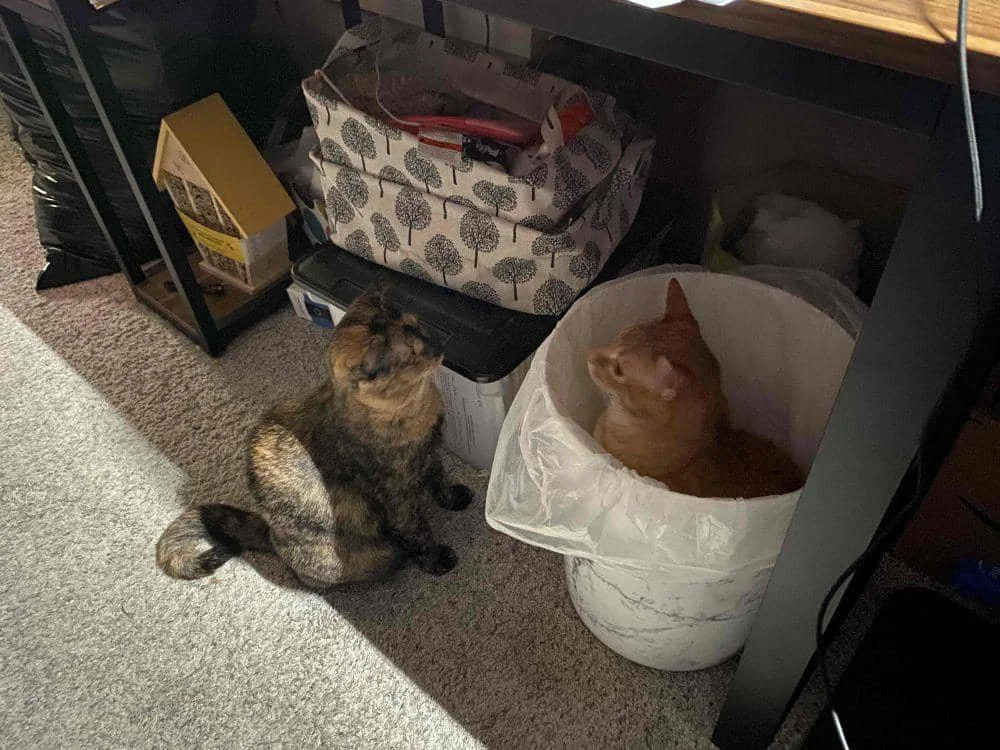foto kucing nongkrong di tempat sampah (reddit.com/user/smoking_gun)