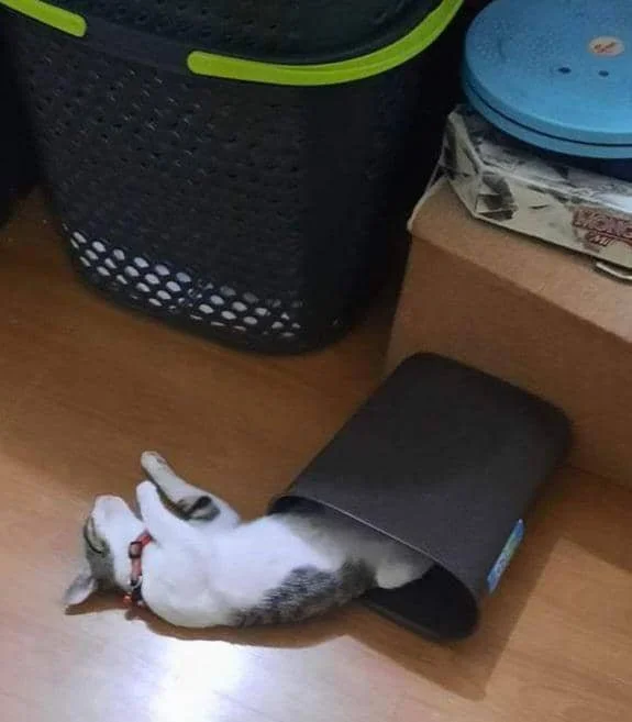 foto kucing nongkrong di tempat sampah (reddit.com/user/keileesi)