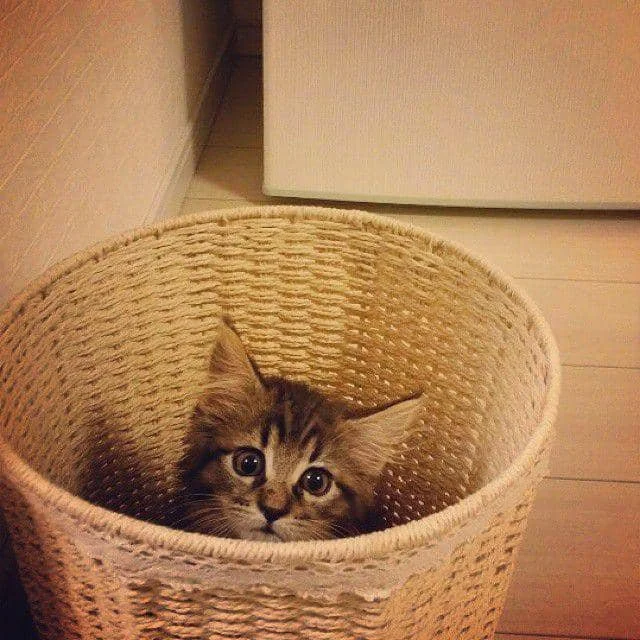 foto kucing nongkrong di tempat sampah (reddit.com/user/Meouch)