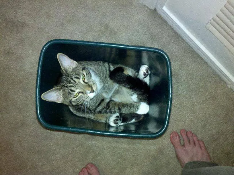 foto kucing nongkrong di tempat sampah (reddit.com/user/MadScienceDreams)