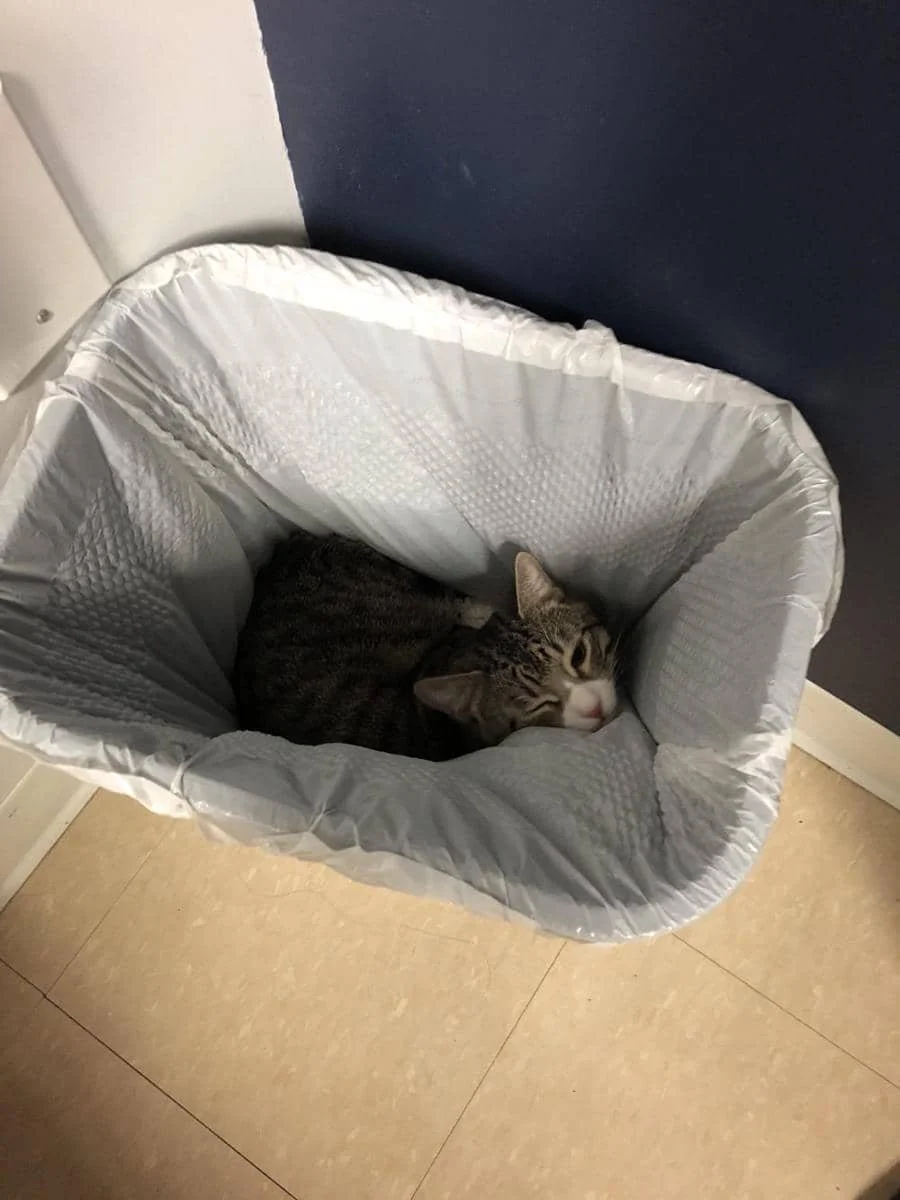 foto kucing nongkrong di tempat sampah (reddit.com/user/dollydogood)