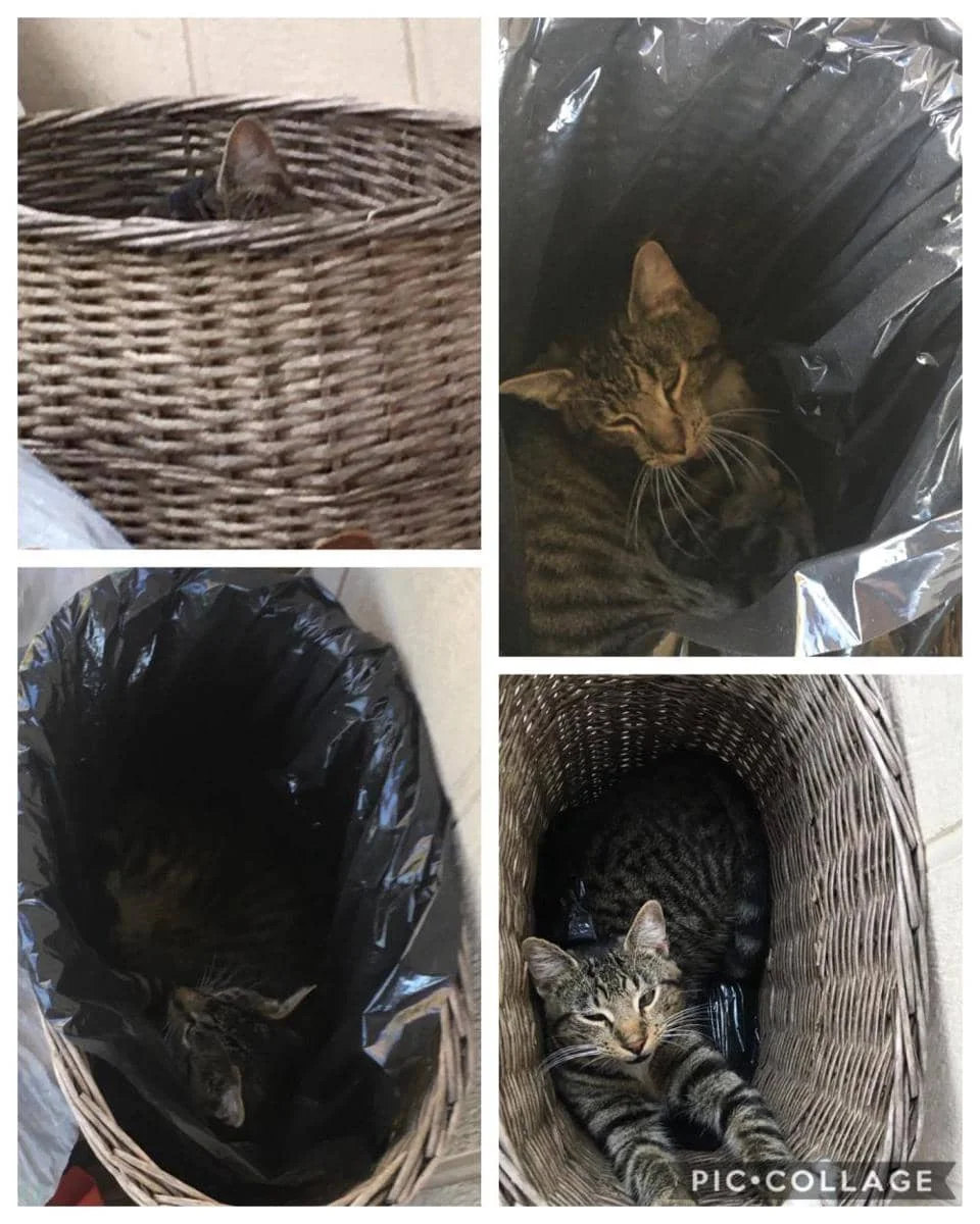 foto kucing nongkrong di tempat sampah (reddit.com/user/ShellBells514)