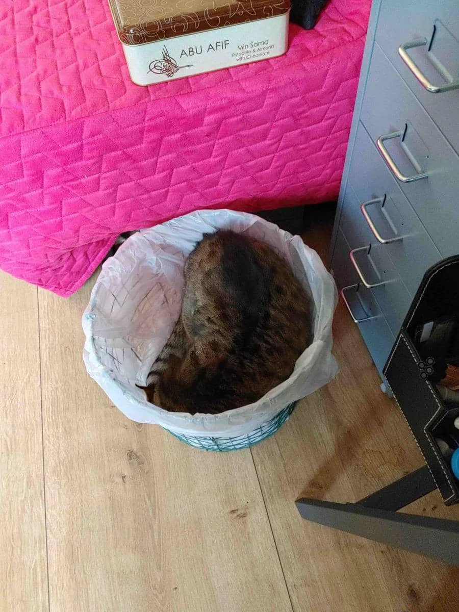 foto kucing nongkrong di tempat sampah (reddit.com/user/LordCuak)