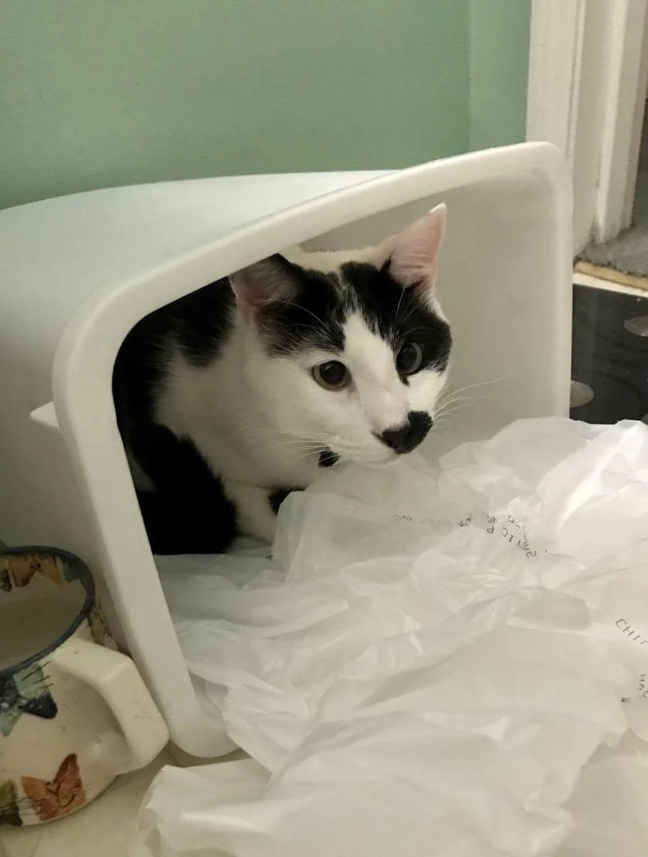 foto kucing nongkrong di tempat sampah (reddit.com/user/n6mub)