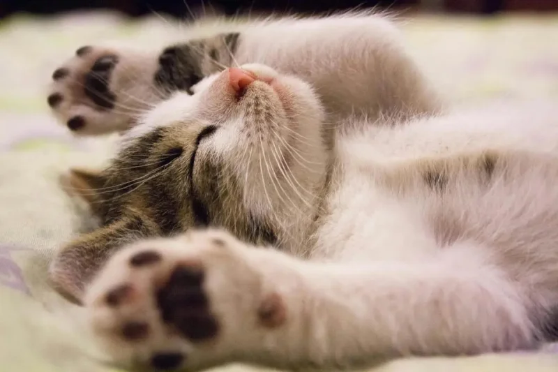 4 Kebiasaan yang Bisa Memicu Stres pada Kucing, Waspada!