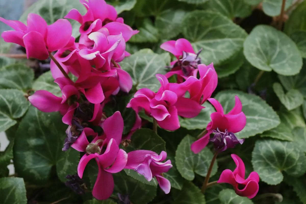 ilustrasi cyclamen