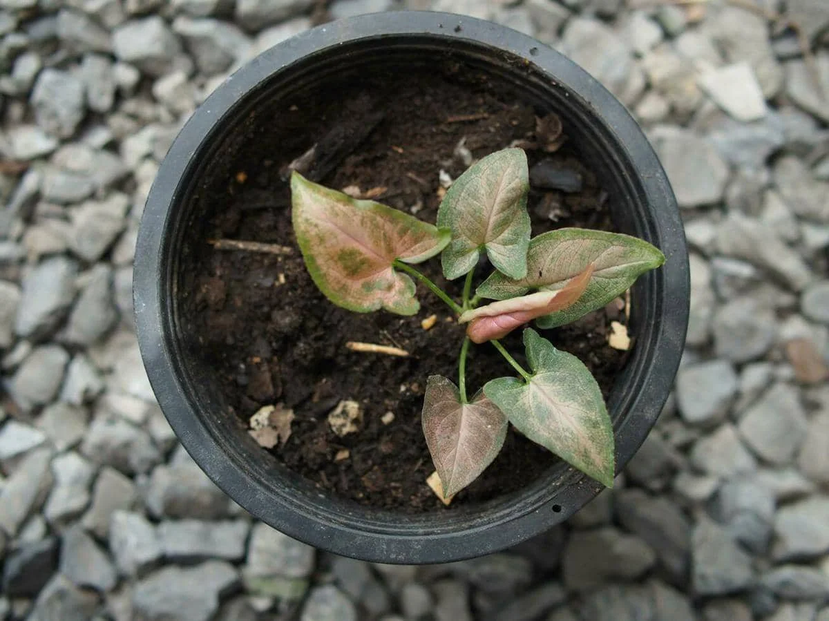ilustrasi syngonium