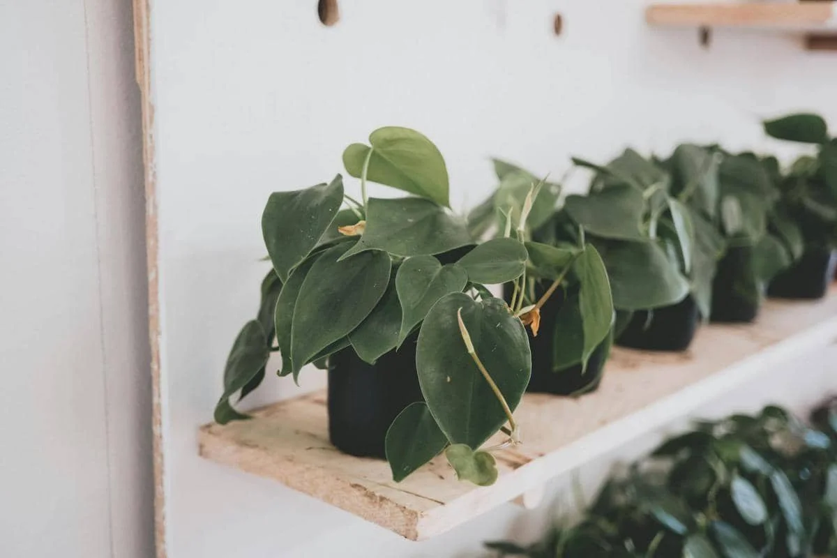 ilustrasi heartleaf philodendron