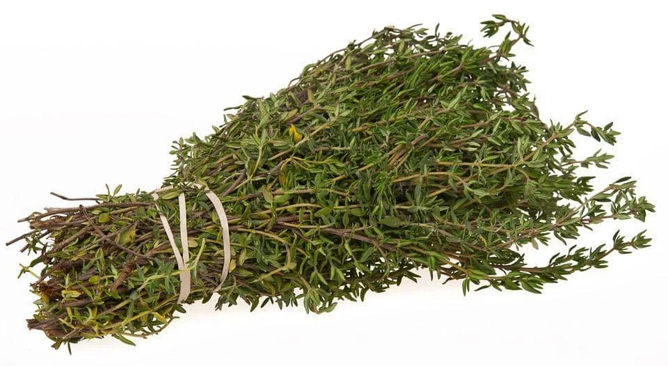 ilustrasi daun thyme