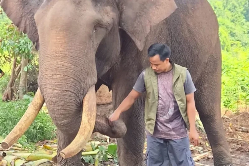 Gajah Indro di Taman Nasional Tesso Nillo Riau Mati