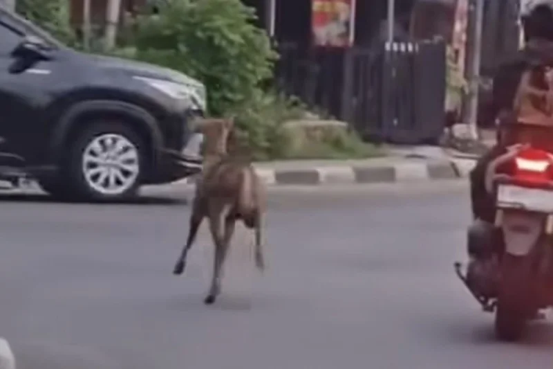 Rusa yang Berlari di Pancoran Ternyata Bobol Pintu Kandang, Sempat Ketakutan di Jalan