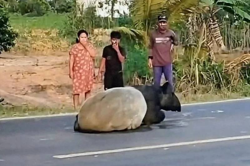 Tapir Disembelih Lalu Dimasak Rica-Rica di Mesuji Lampung, 4 Orang Ditangkap, 2 Masih Buron