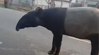 Tapir Disembelih dan Dikonsumsi di Mesuji, Pegiat Sebut Edukasi Konservasi Masih Mandek