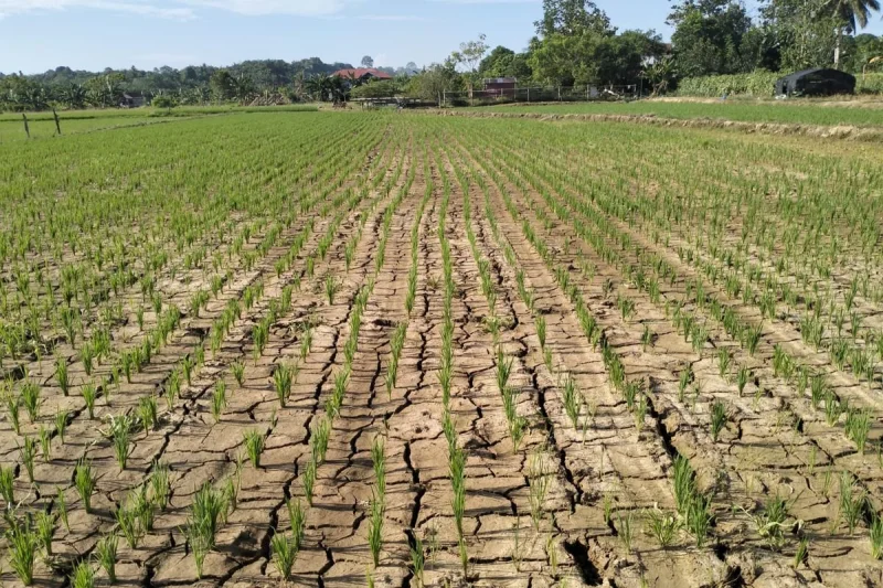 Antisipasi Kemarau, Pemkab Cirebon Tetapkan Status Siaga Darurat hingga September 2026