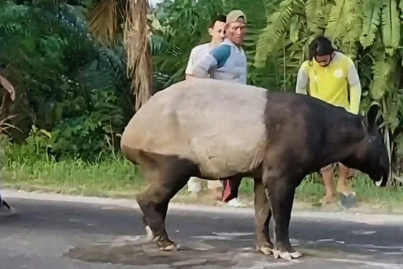 Polisi Bongkar Peran 4 Tersangka Pembunuh Tapir di Mesuji Lampung, Dua Pelaku Masih Buron