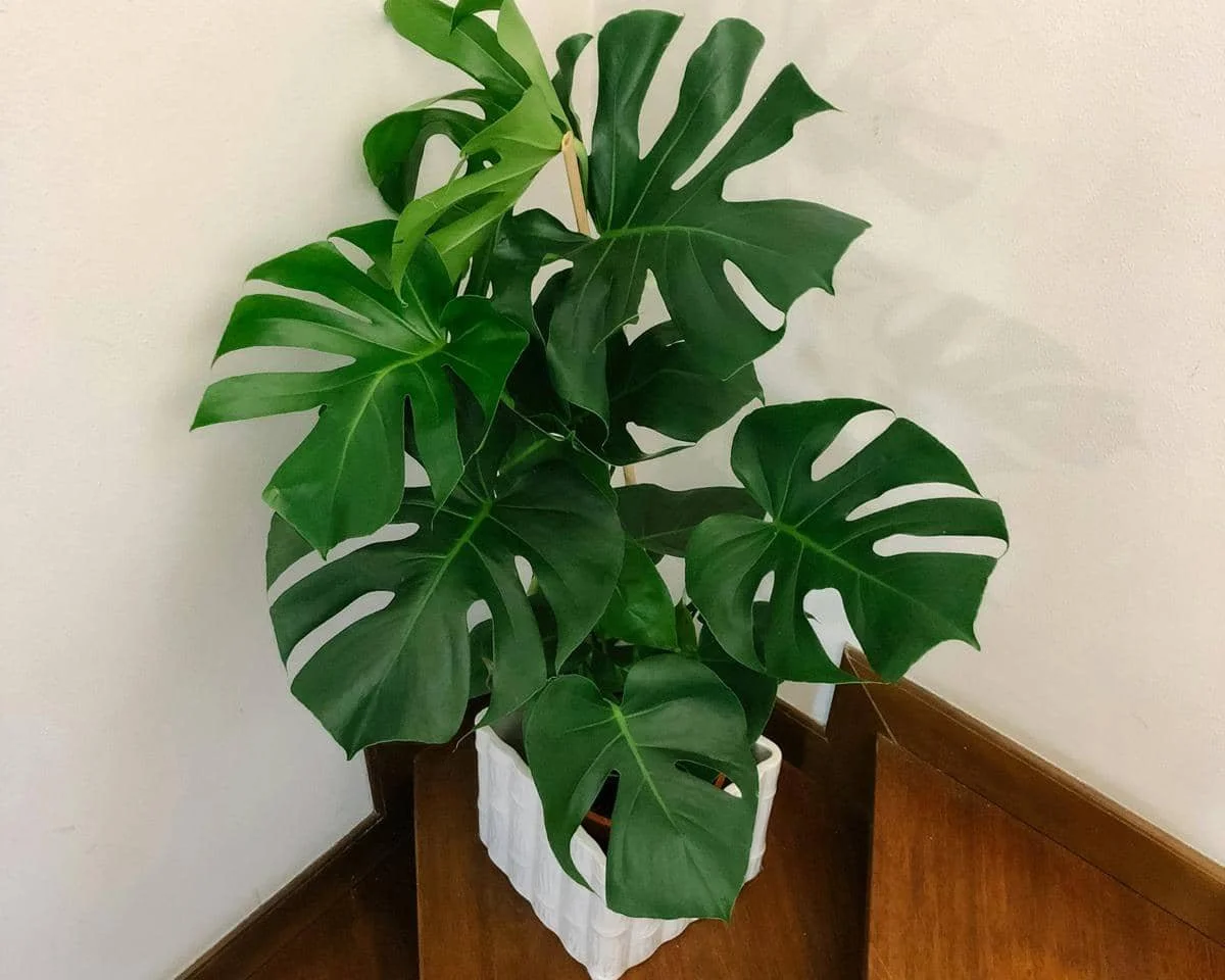 ilustrasi monstera deliciosa