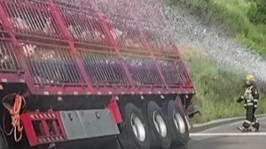 Damkar Semprot Air ke 260 Babi yang Terjebak Kecelakaan Truk di China