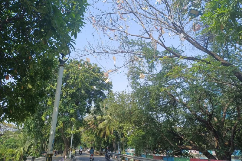 Ganggu Pengguna Jalan, Layangan Nyangkut di Pepohonan Jakut Akan Dibersihkan