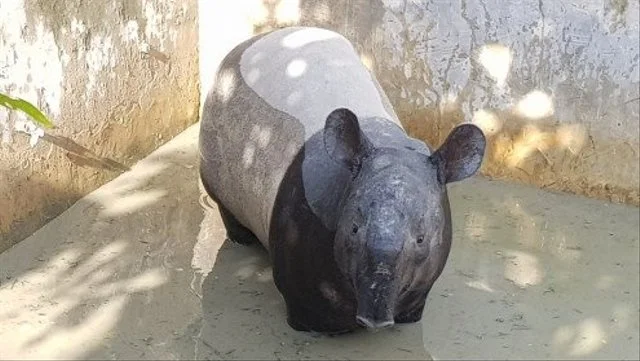 Pemkab Mesuji Batalkan Sayembara Tangkap Tapir Rp 50 Juta