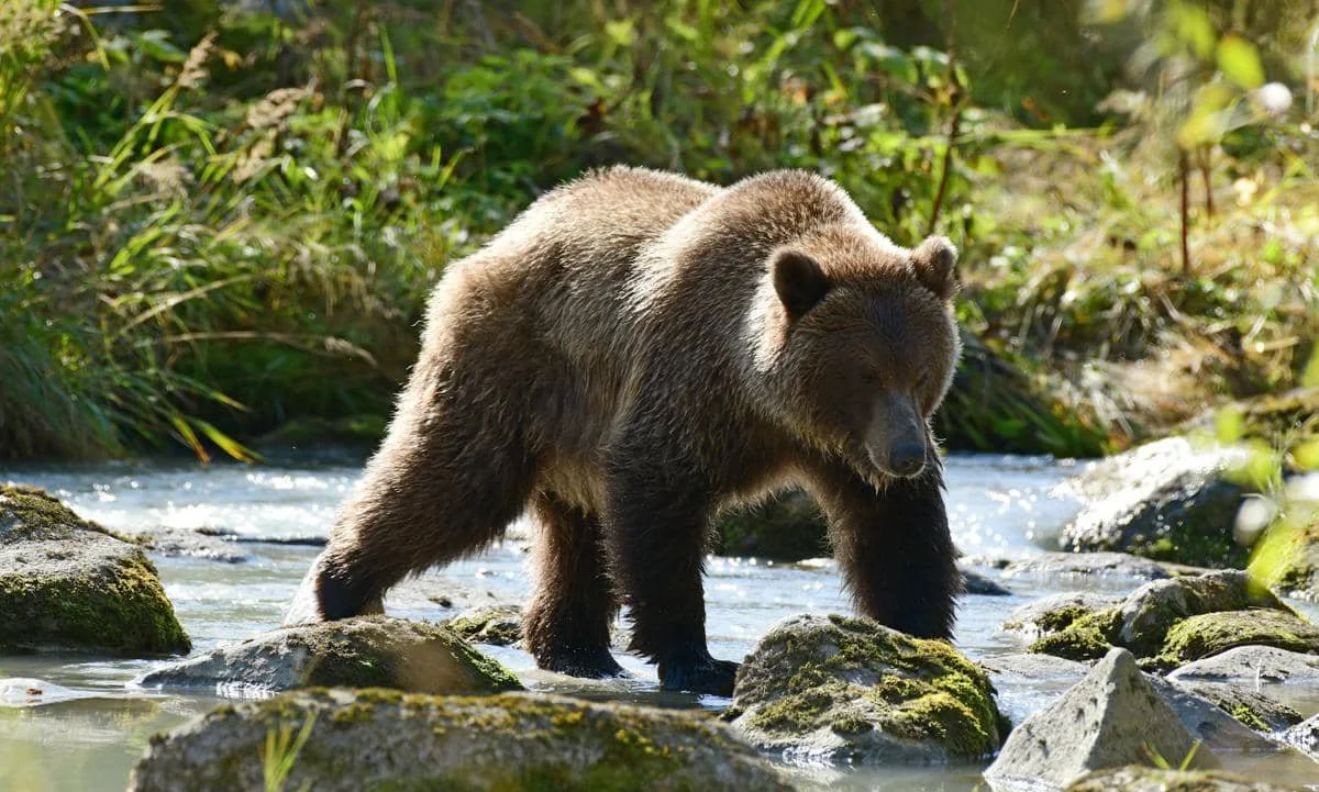 ilustrasi beruang grizzly (unsplash.com/Greg Johnson)