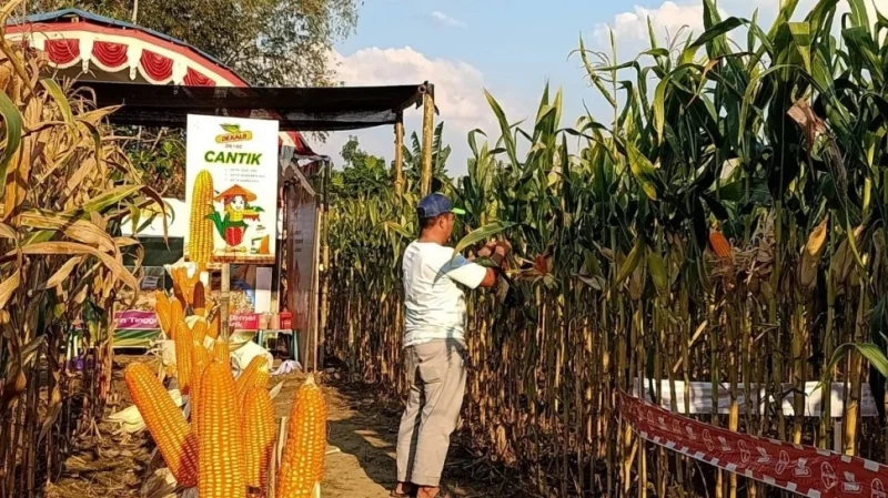 Panen Raya Jadi Bukti! Teknologi Benih Dongkrak Produktivitas Jagung