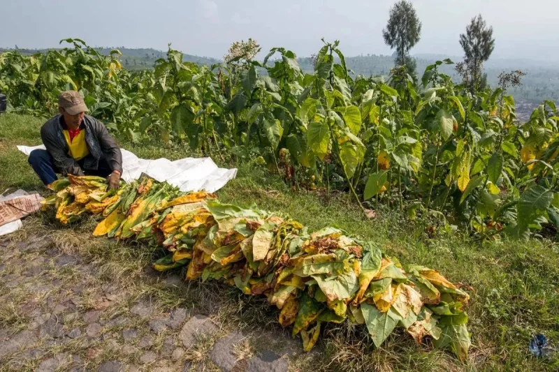 APCI Soroti Dampak Aturan Kemasan Polos terhadap Petani Cengkeh