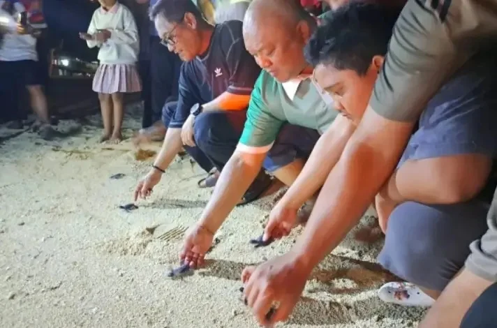 Wagub Kaltim Sebut Konservasi Penyu Jadi Daya Tarik Wisata Pulau Derawan