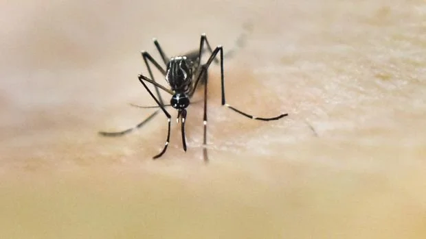 An Aedes Aegypti mosquito is photographed on human skin in a lab of the International Training and Medical Research Training Center (CIDEIM) on January 25, 2016, in Cali, Colombia. CIDEIM scientists are studying the genetics and biology of Aedes Aegypti mosquito which transmits the Zika, Chikungunya, Dengue and Yellow Fever viruses, to control their reproduction and resistance to insecticides. The Zika virus, a mosquito-borne disease suspected of causing serious birth defects, is expected to spread to all countries in the Americas except Canada and Chile, the World Health Organization said. AFP PHOTO/LUIS ROBAYO (Photo by Luis ROBAYO / AFP)