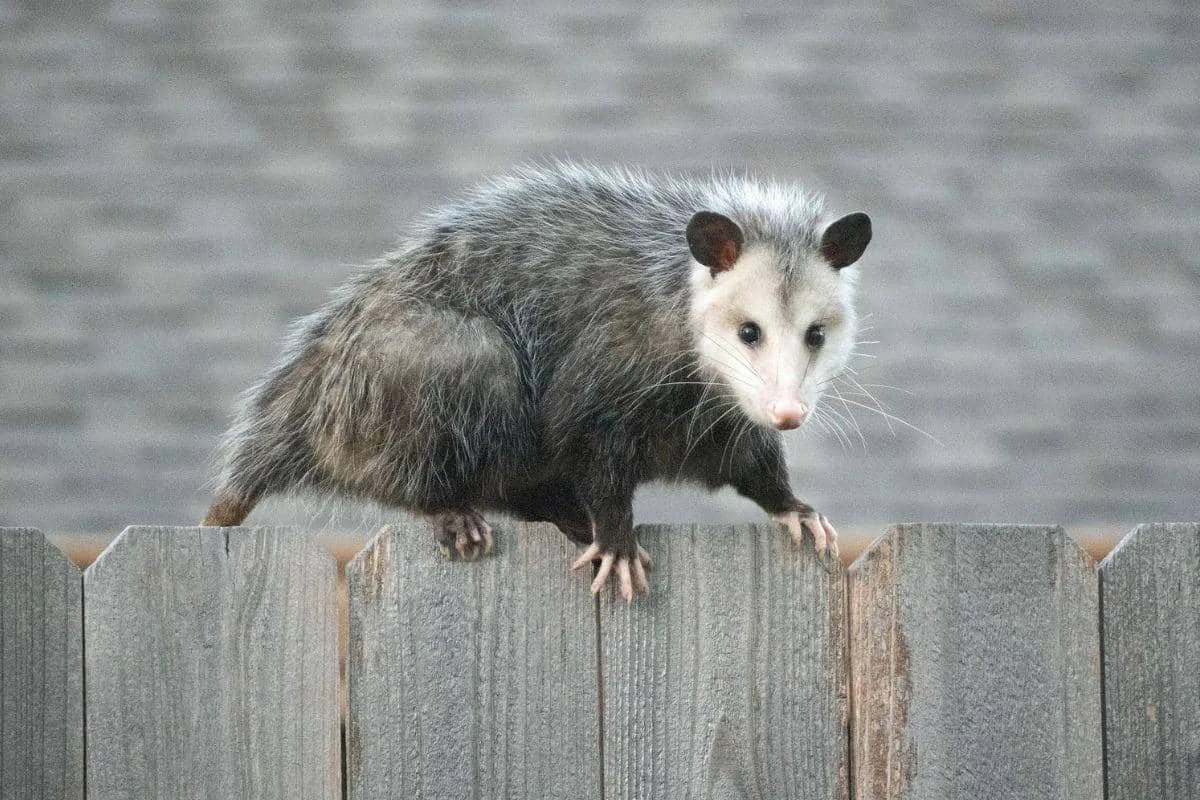 ilustrasi opossum