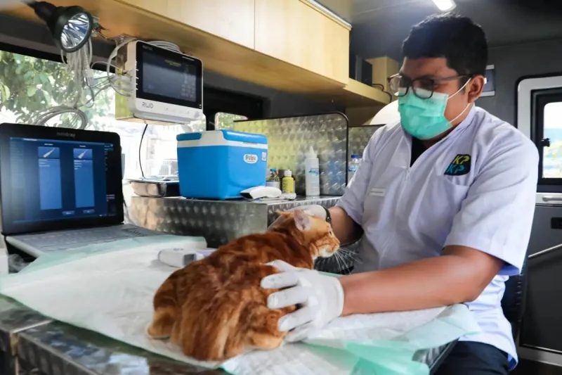Populasi Kucing Liar Meledak hingga 300 Ribu, DKI Gencar Sterilisasi