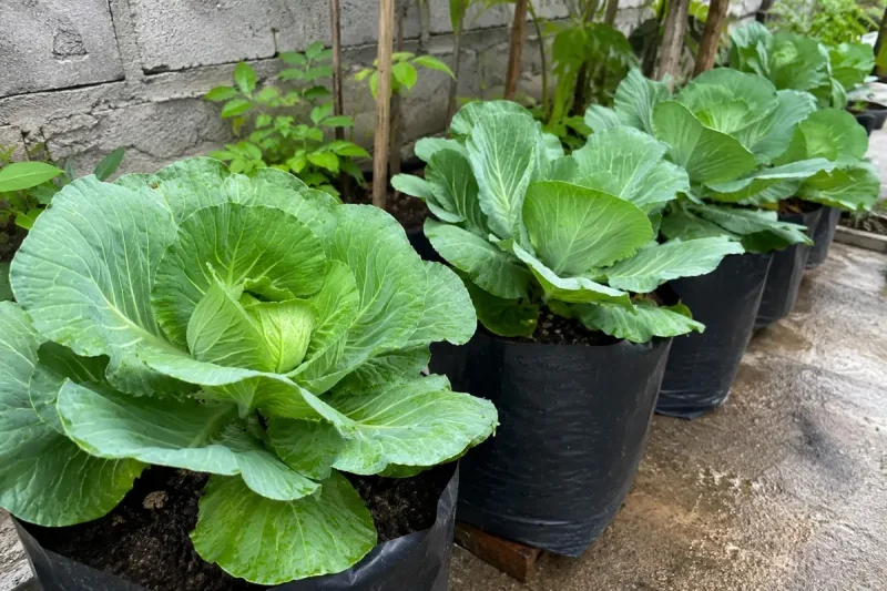 5 Cara Merawat Kubis di Polybag agar Daunnya Tebal dan Segar