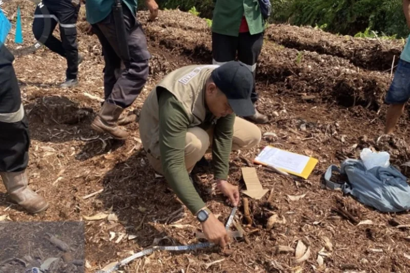 Harimau Terkam Bocah hingga Tewas di Pelalawan Masih Berkeliaran, BKSDA Ungkap Perubahan Perilaku