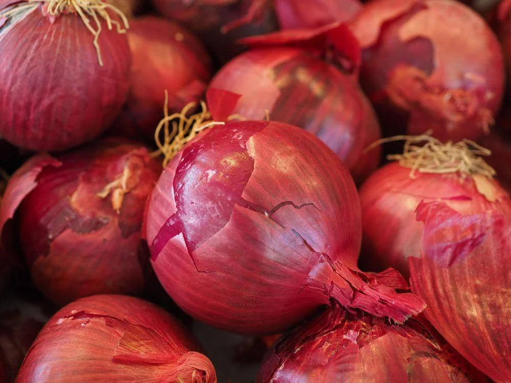 Beberapa siung bawang merah berkulit merah mengilap dengan lapisan luar yang mulai terkelupas dan akar kering di bagian atas.
