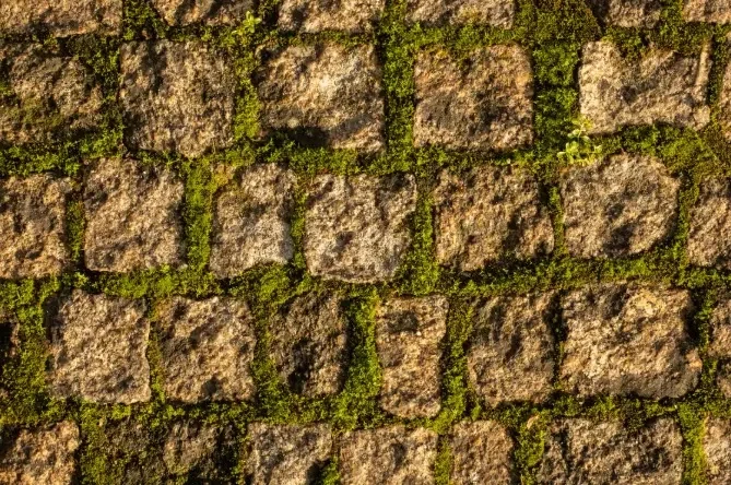 5 Cara Alami Basmi Gulma di Celah Paving, Gak Perlu Pakai Bahan Kimia!